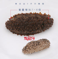 Wild Caught Sun Dried Galapagos Islands Sea cucumber giftpack